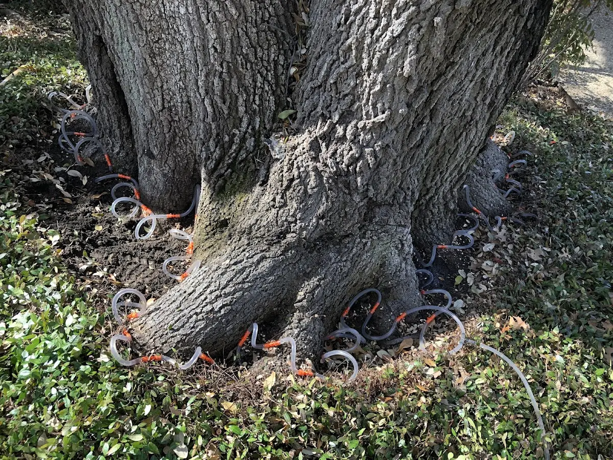 Detailed Tree Cabling and Bracing job site in Granite Springs