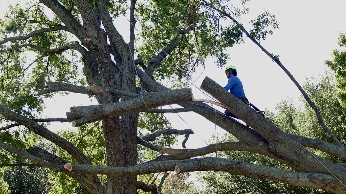 Professional Crown Thinning performed by certified arborists in Granite Springs